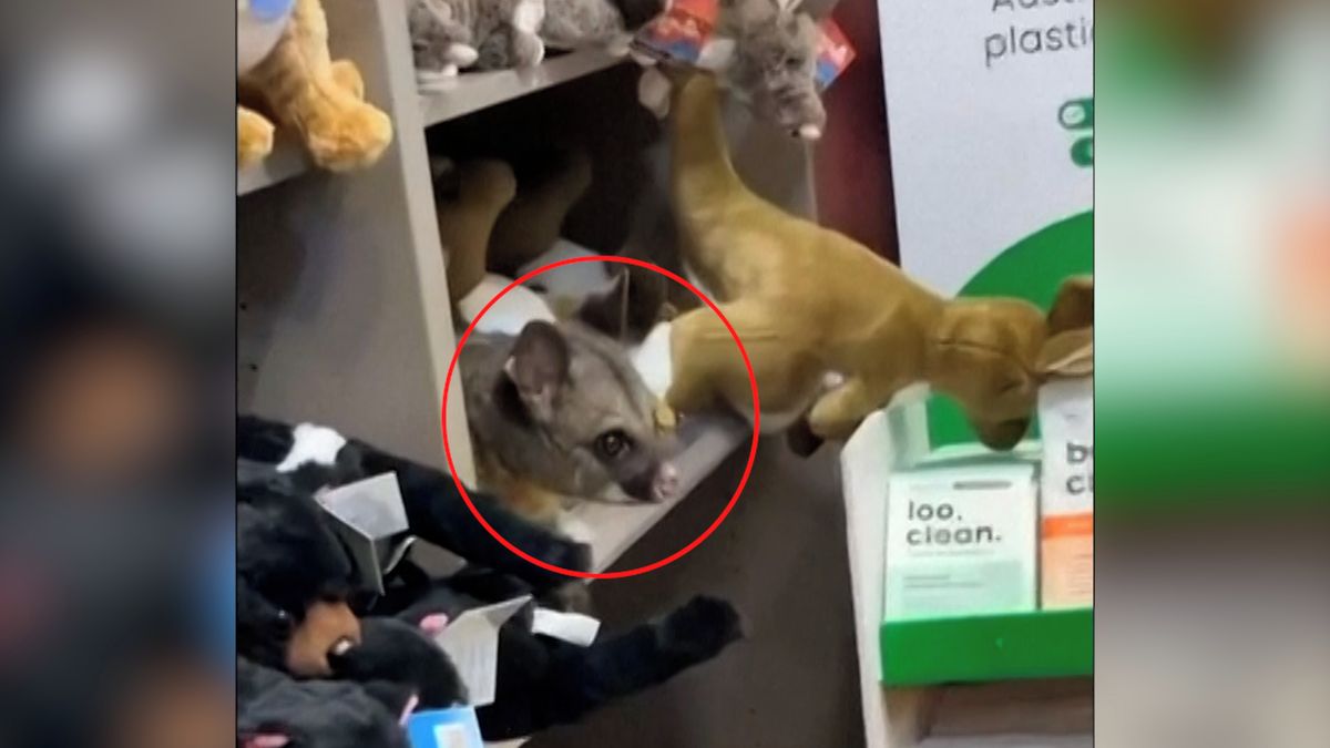 V obchodě na letišti se na polici s plyšáky usadil živý vačnatec